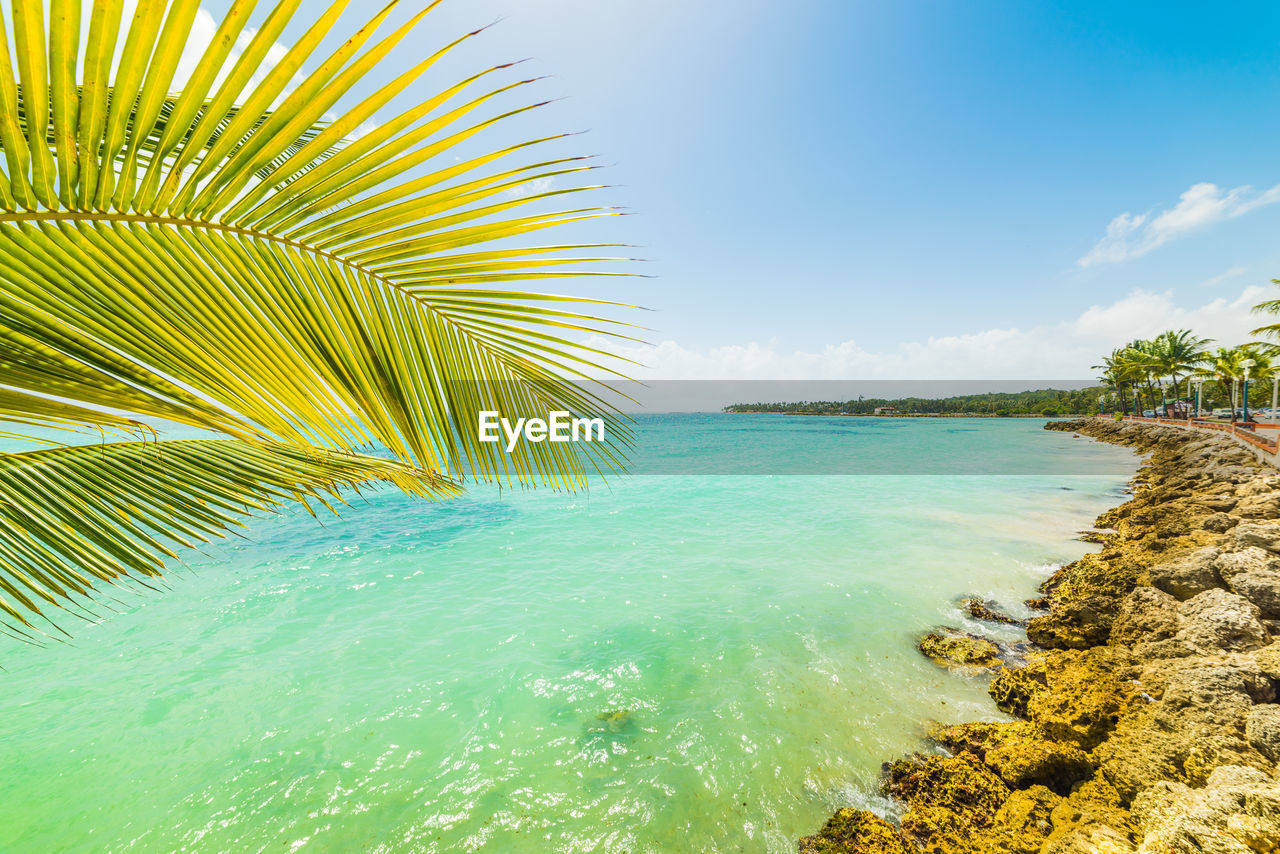 COCONUT PALM TREE BY SEA AGAINST SKY