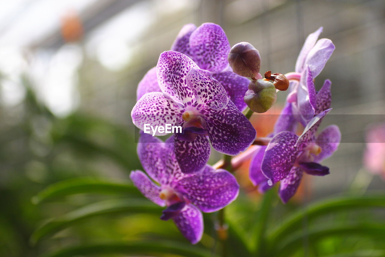 Close-up of purple flowering plant