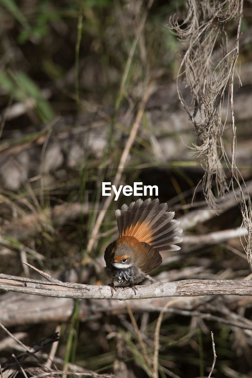 CLOSE-UP OF A BIRD FLYING OVER BLURRED LAND