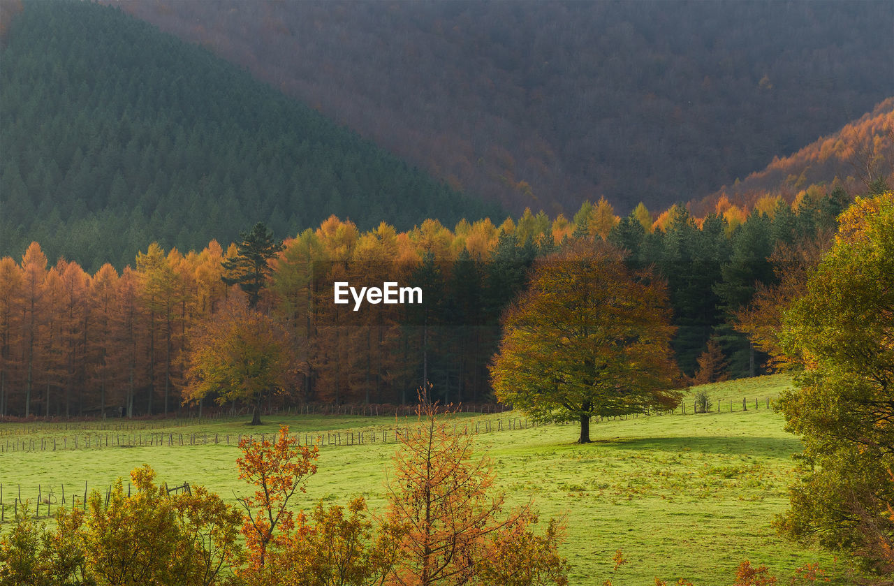 Scenic view of pine trees in forest during autumn