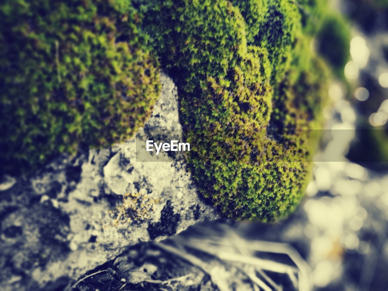 CLOSE-UP OF MOSS ON ROCK