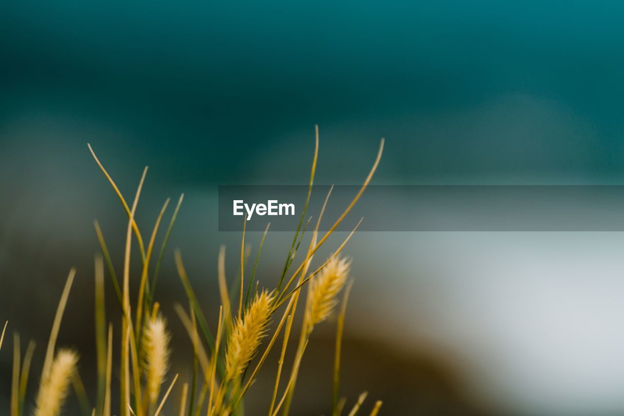 Close-up of wheat growing on field against sky