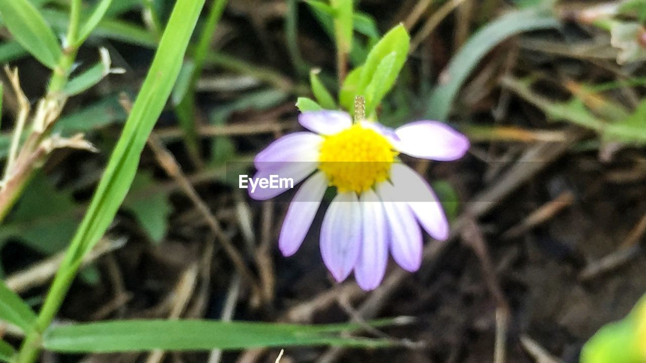 CLOSE-UP OF PURPLE FLOWERS BLOOMING