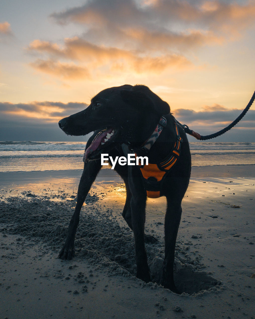 Happy dog digging in the sand on the beach during a vibrant sunset