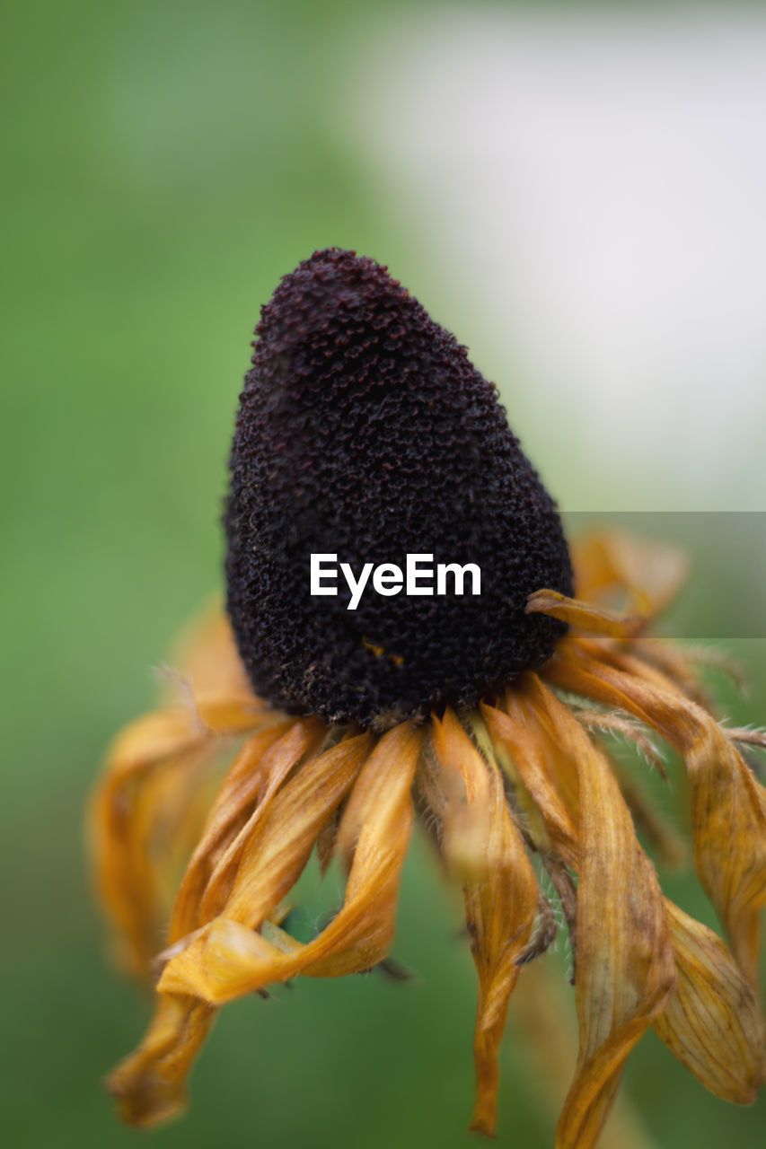 CLOSE-UP OF WILTED FLOWER PLANT