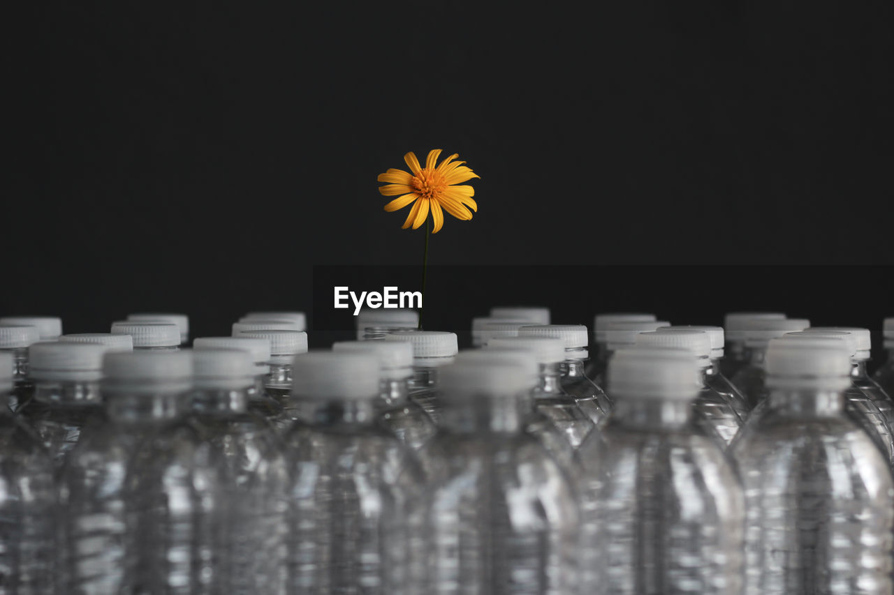 Close-up of yellow flower in plastic bottle against black background 