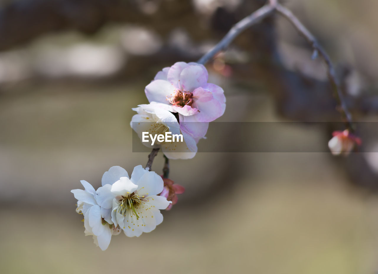 Close-up of cherry blossoms