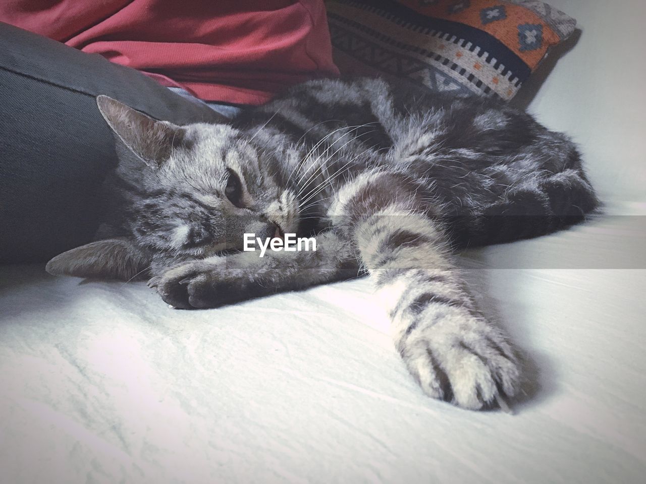 Close-up of a sleeping cat