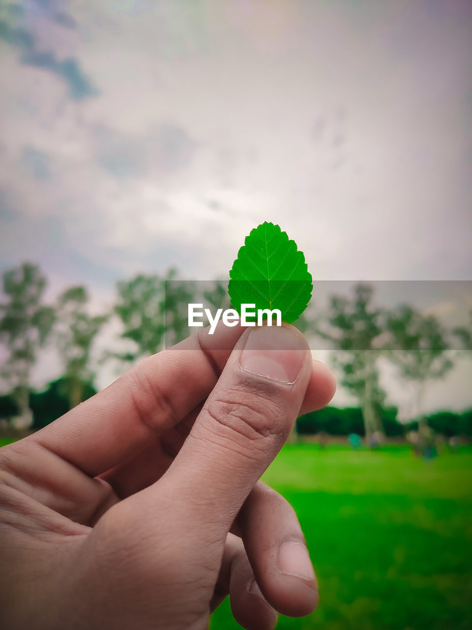 Close-up of hand holding leaf against sky