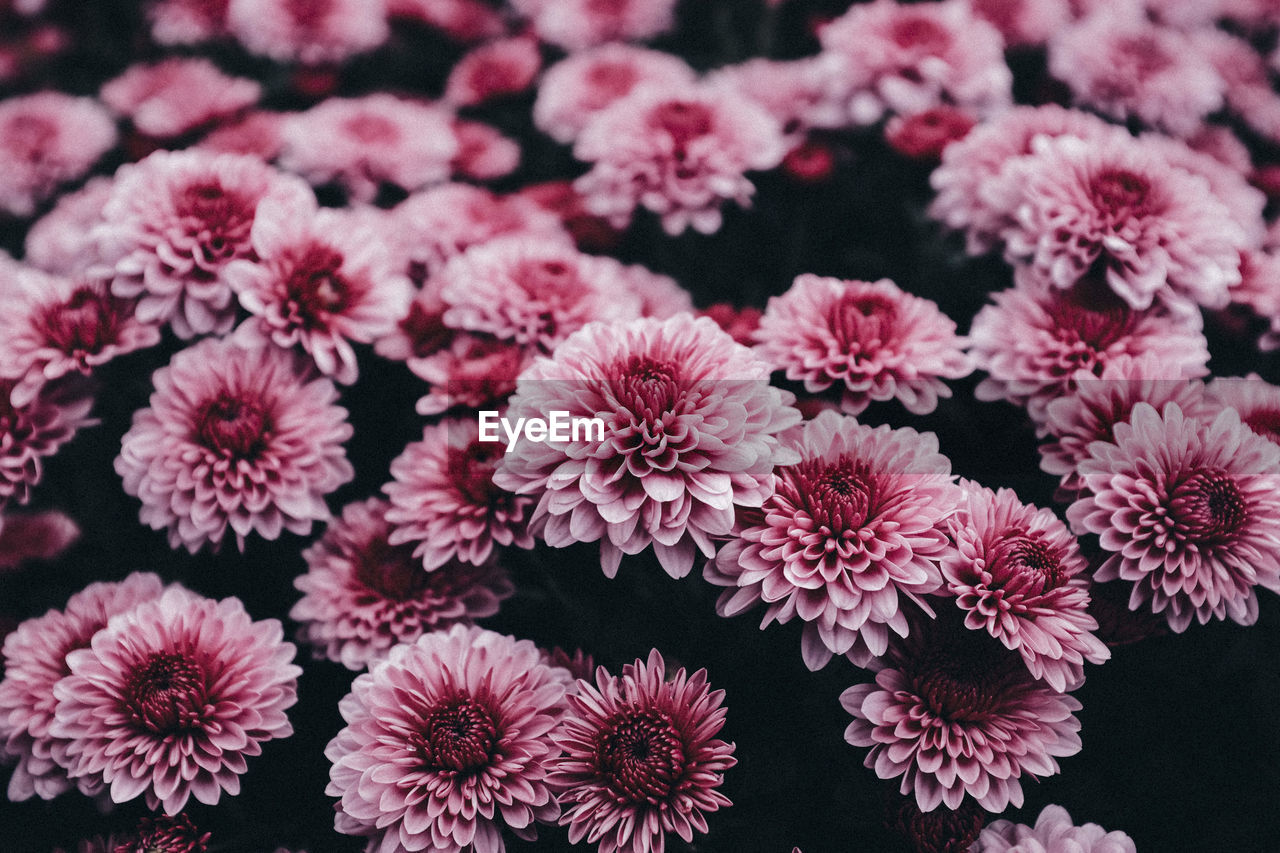 CLOSE-UP OF PINK FLOWERING PLANTS