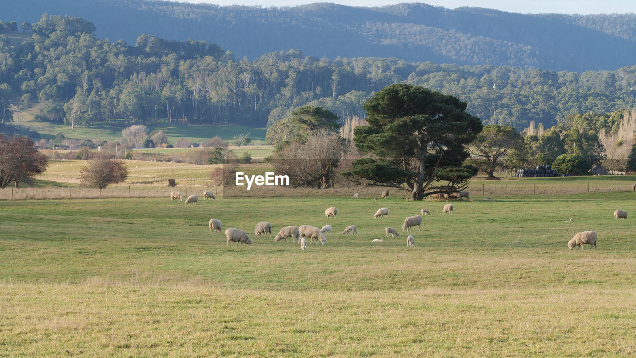 VIEW OF SHEEP GRAZING ON FIELD