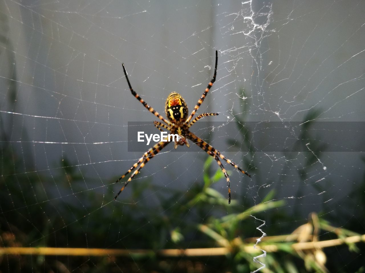 CLOSE-UP OF SPIDER AND WEB