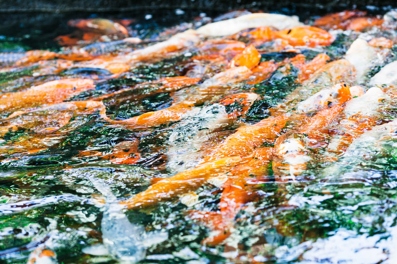 CLOSE-UP OF KOI CARPS IN LAKE