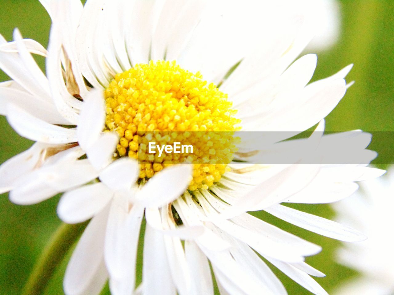 Close-up of white flower blooming at park