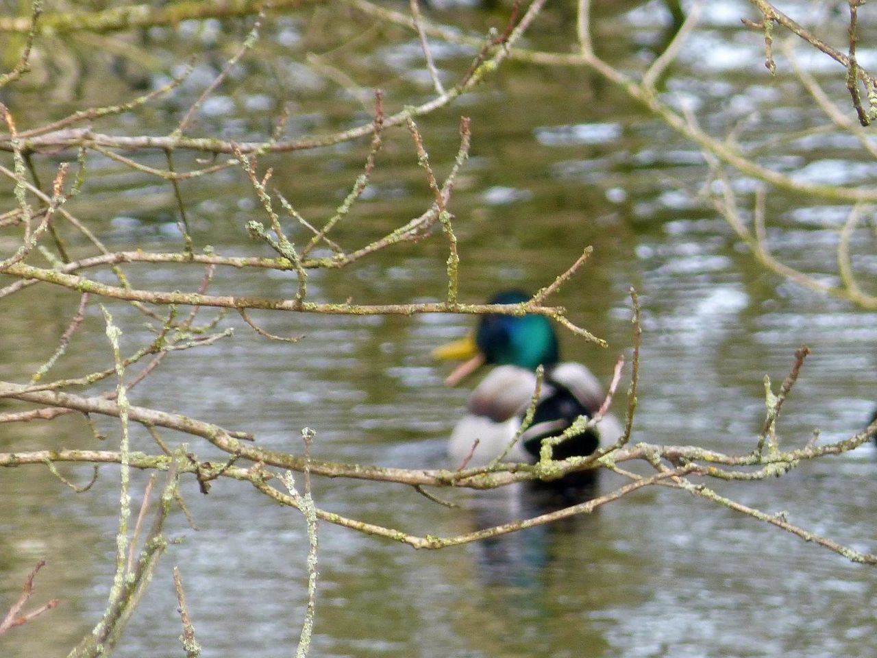 BIRD PERCHING ON BRANCH