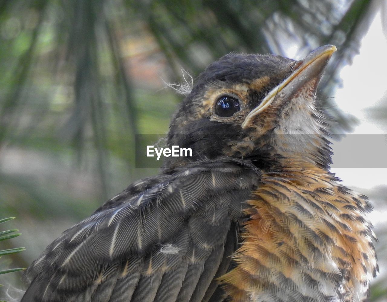 CLOSE-UP OF AN ANIMAL