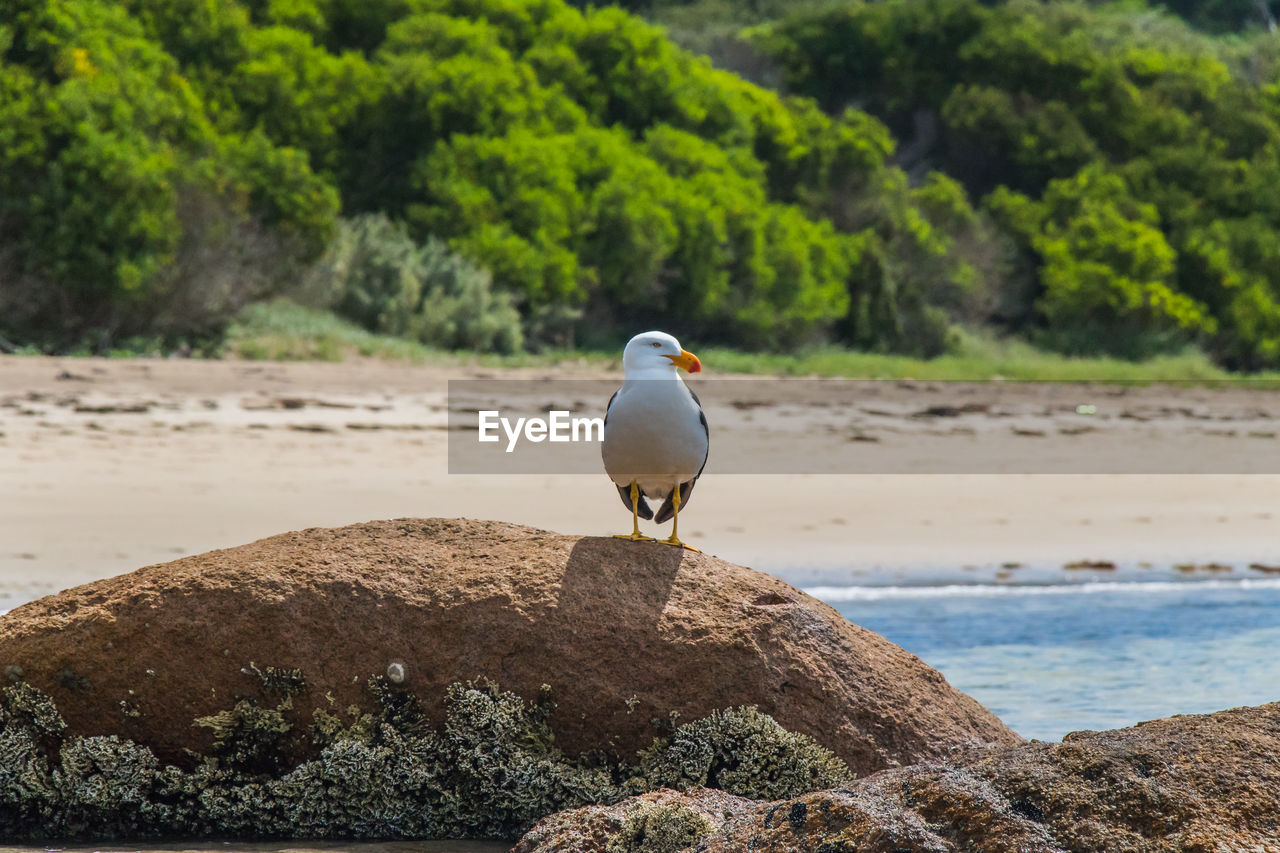 A seagull on a rock at phillip island