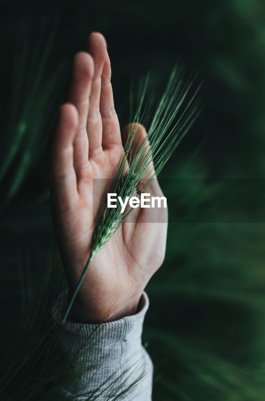 Close-up of cropped hand holding wheat plant