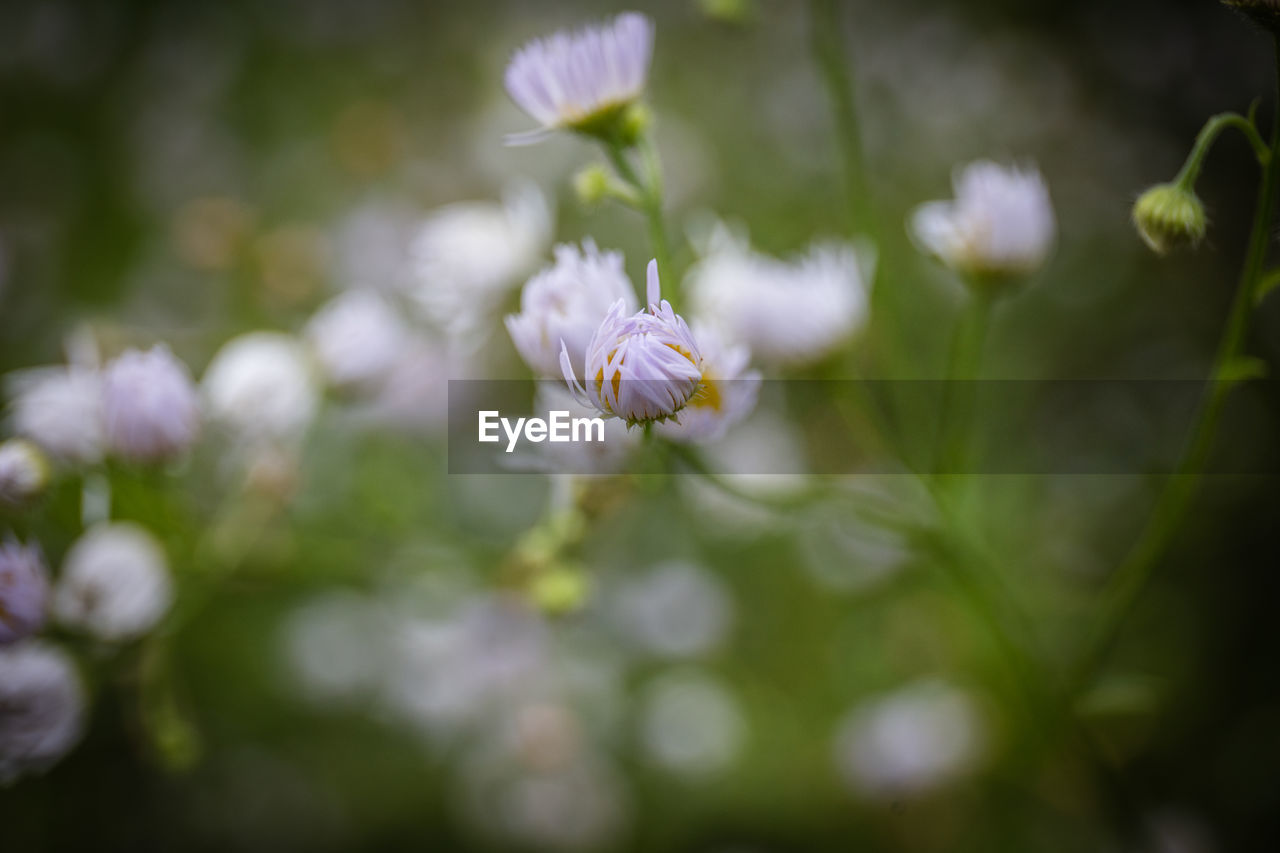 CLOSE-UP OF WHITE FLOWERING PLANT