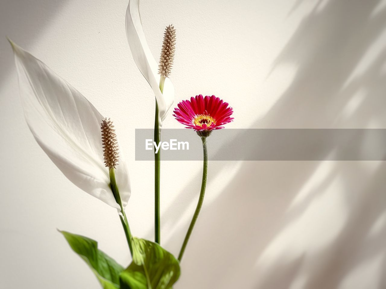 Single pink gerbera daisy and two peace lily flowers against shadow patterned white wall.