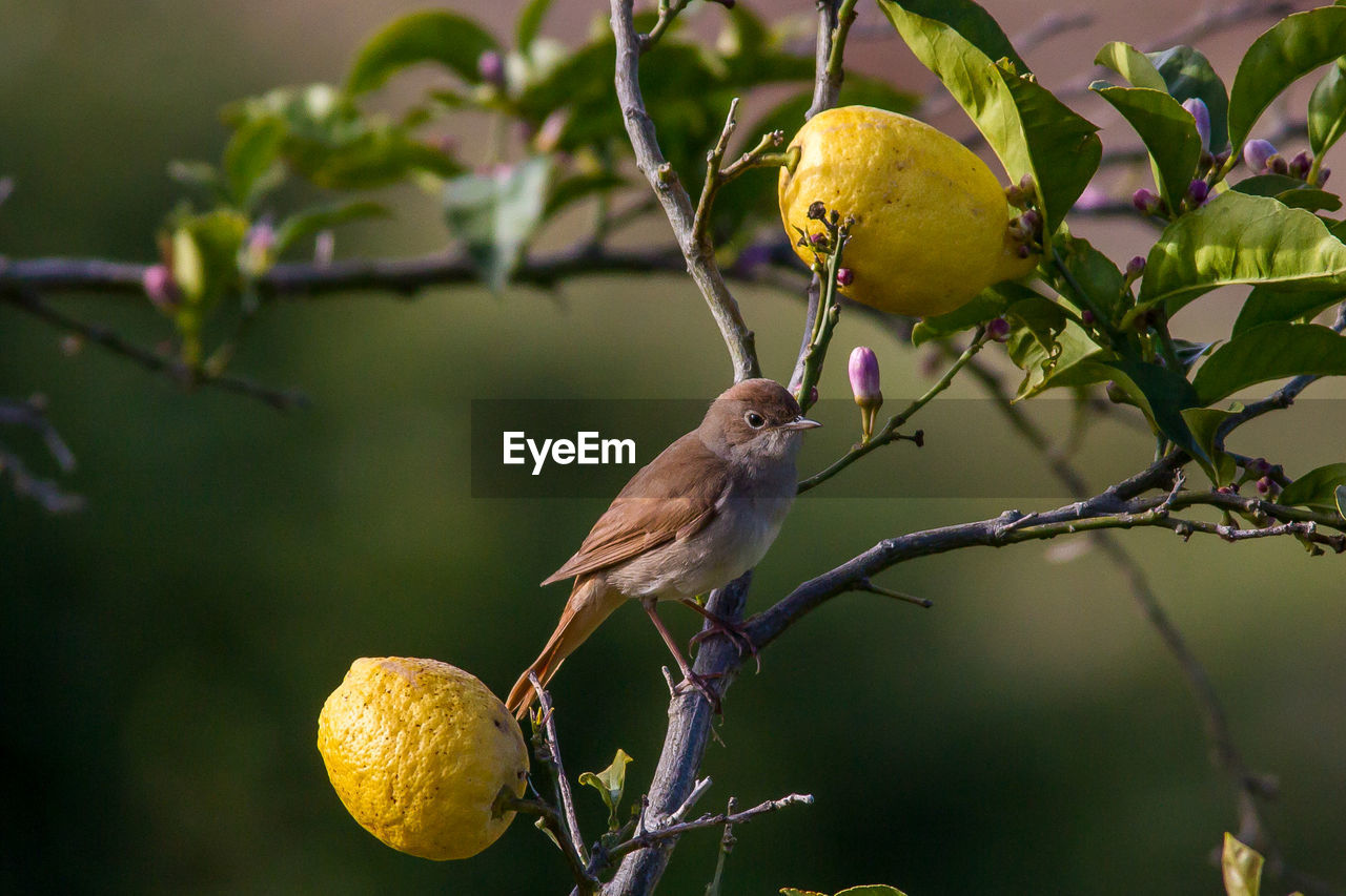 Close-up of bird perching on lemon tree