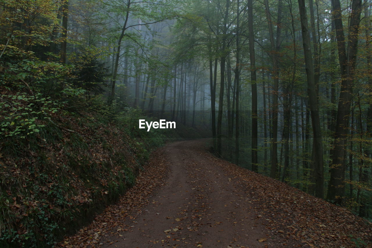 Dirt road amidst trees in forest