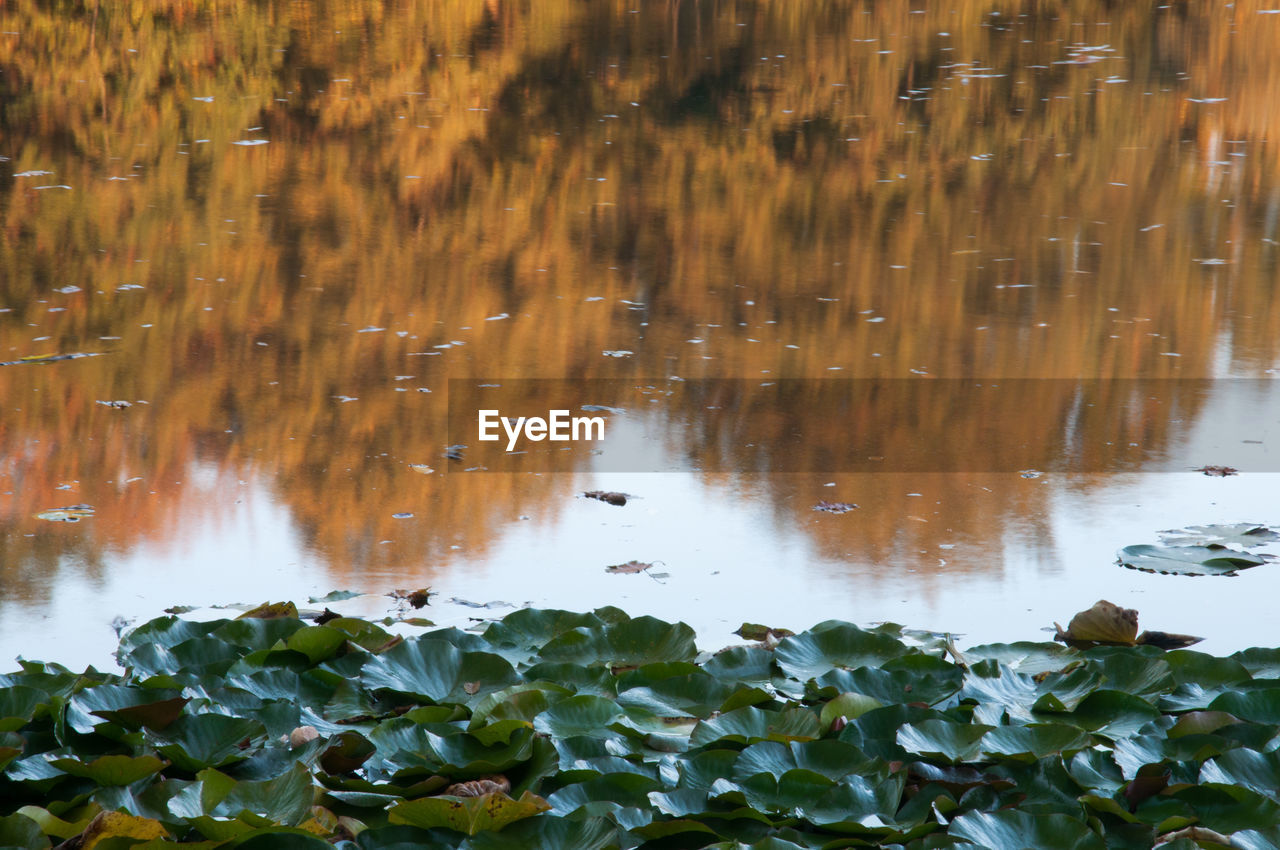 HIGH ANGLE VIEW OF LEAVES FLOATING IN LAKE