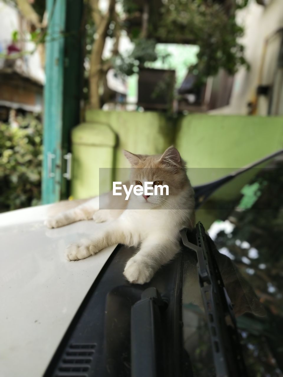 Cat sitting on a car