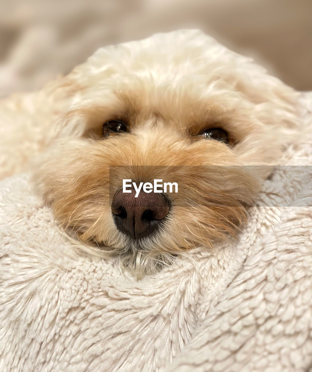 one animal, dog, canine, domestic animals, pet, animal themes, mammal, animal, portrait, cute, cockapoo, looking at camera, puppy, animal hair, animal body part, lap dog, young animal, animal head, no people, havanese, carnivore, relaxation, close-up, cavapoo, norfolk terrier