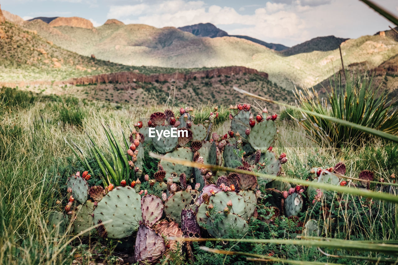 PLANTS GROWING IN MOUNTAINS AGAINST SKY