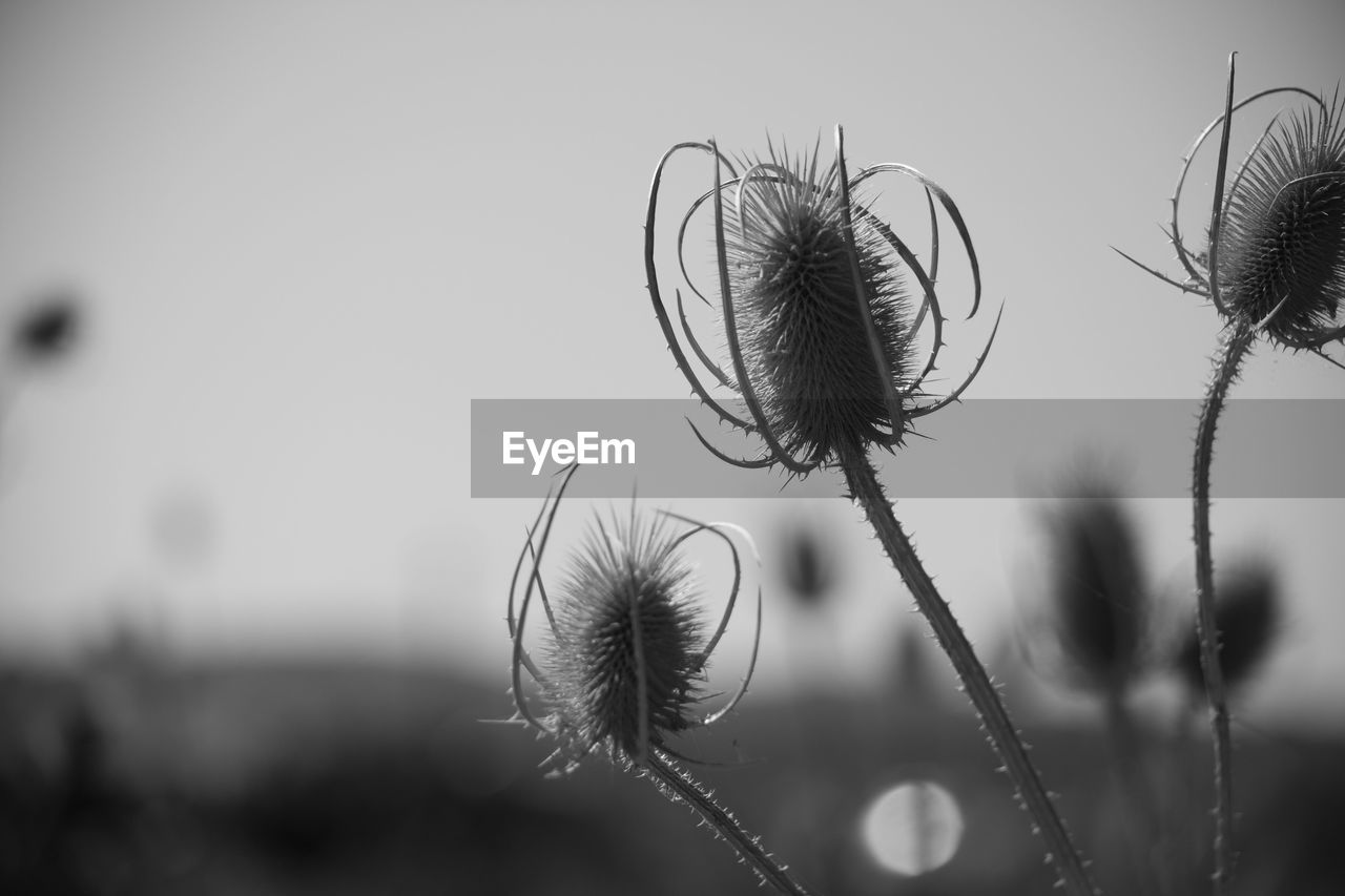 Close-up of thistle against sky