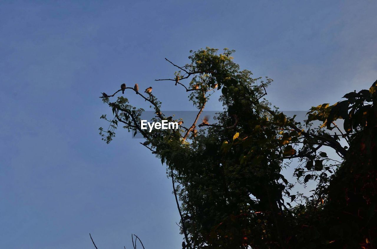 LOW ANGLE VIEW OF TREES AGAINST SKY