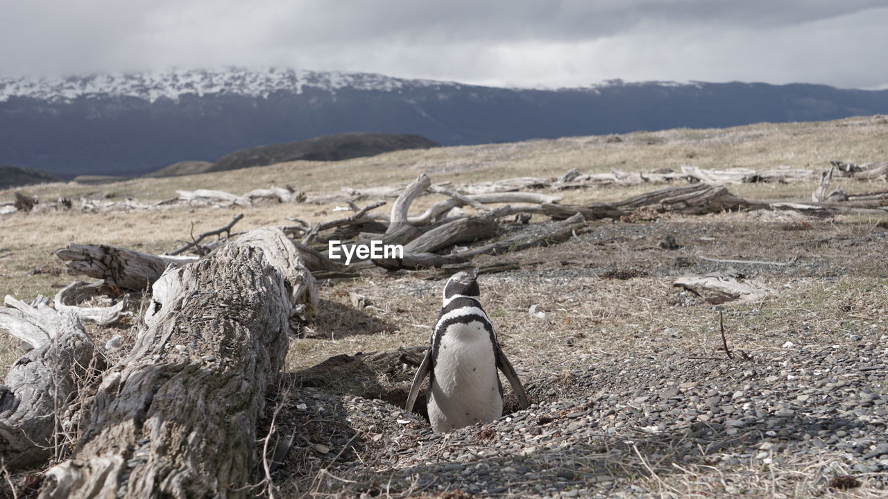 Penguin at patagônia argentina