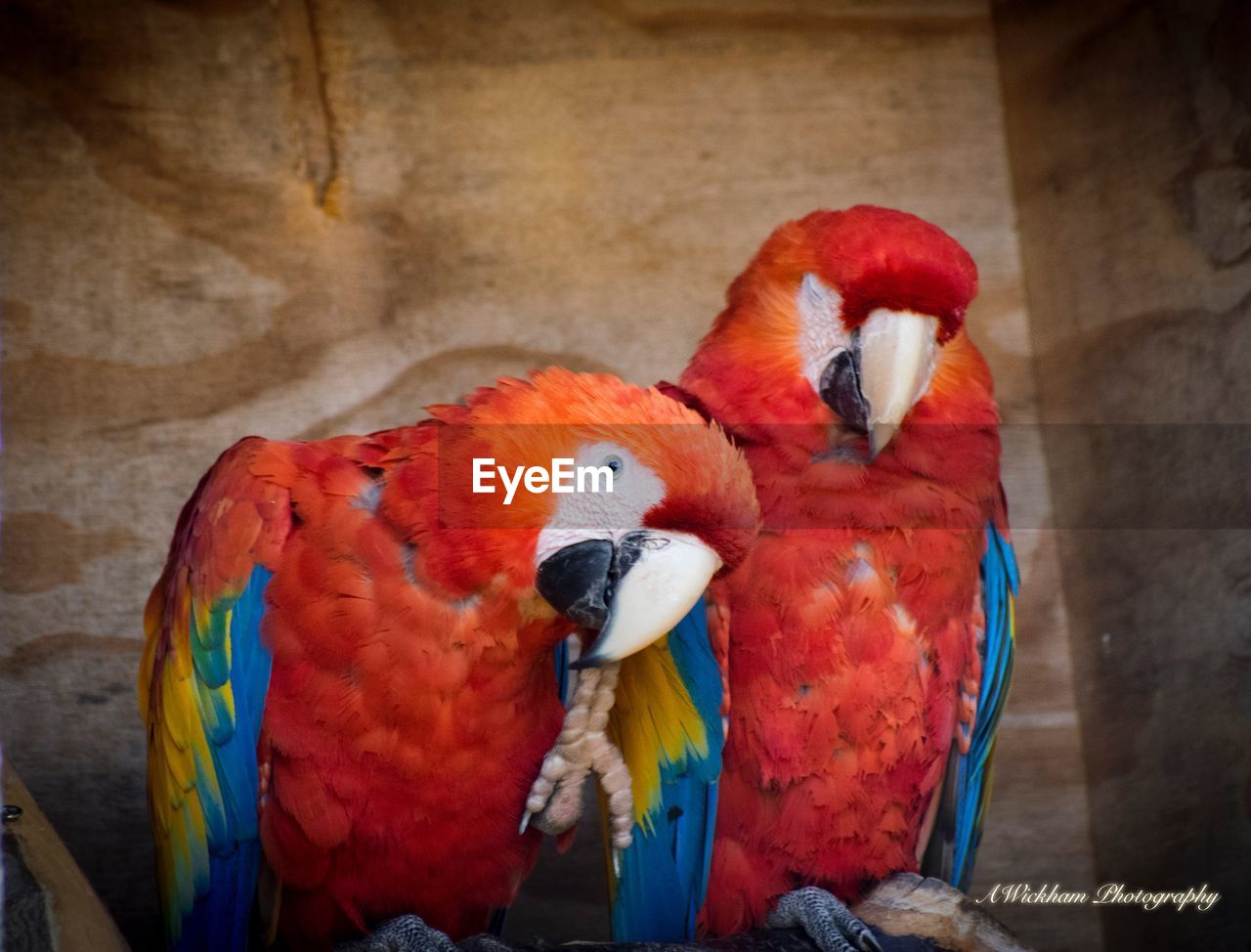 CLOSE-UP OF PARROT PERCHING ON RED