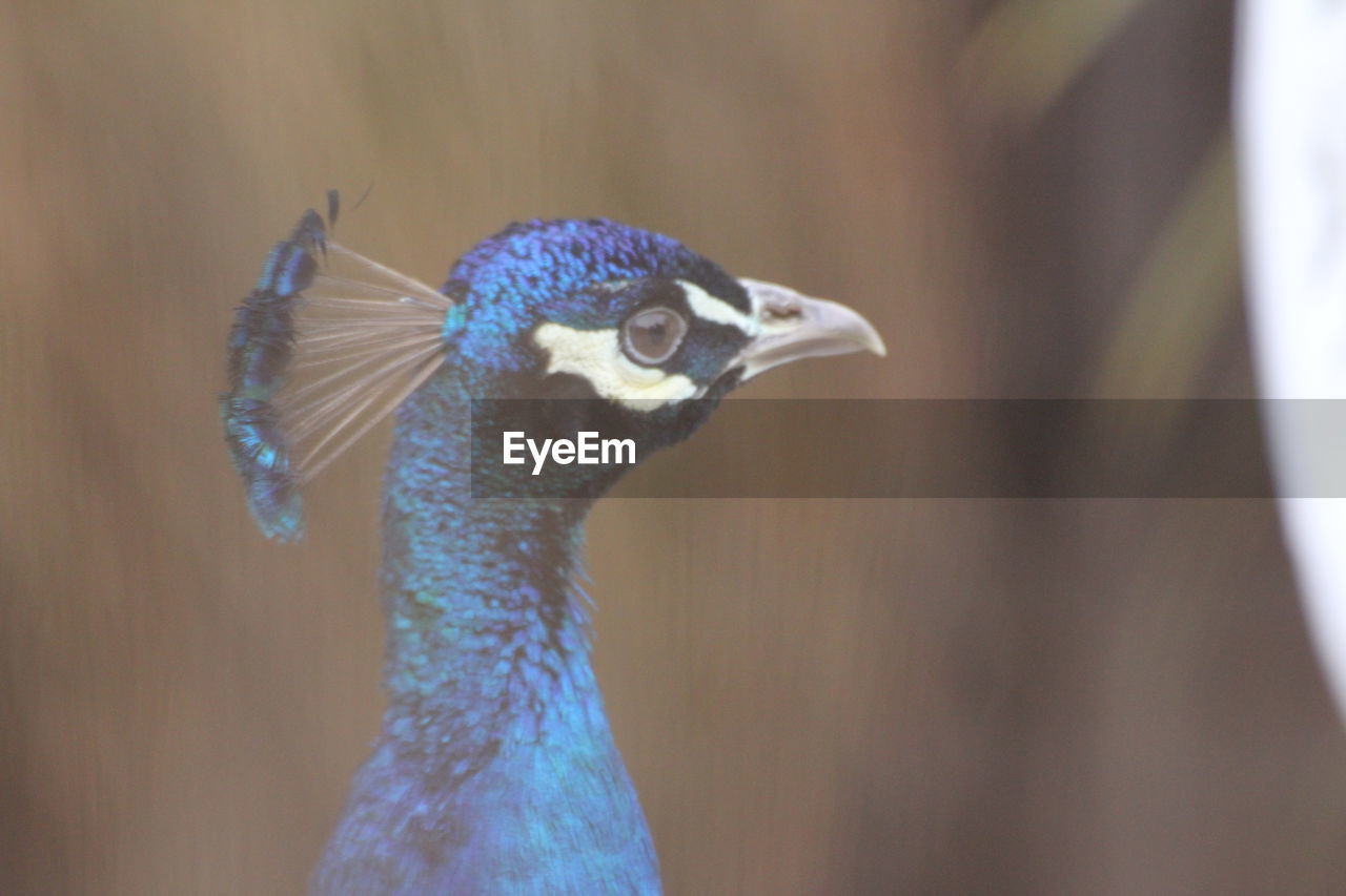 CLOSE-UP OF PEACOCK WITH BLUE EYES