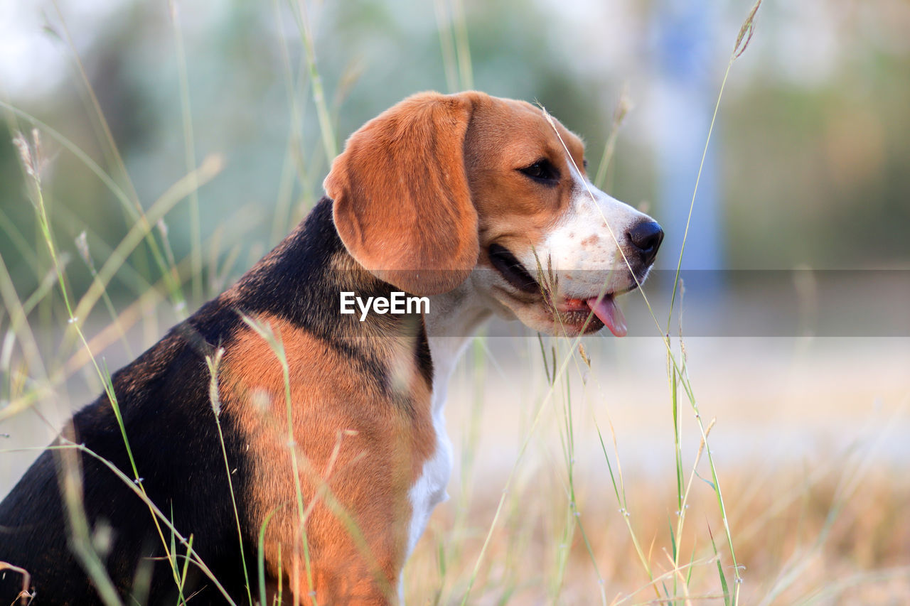 DOG LOOKING AWAY IN FIELD