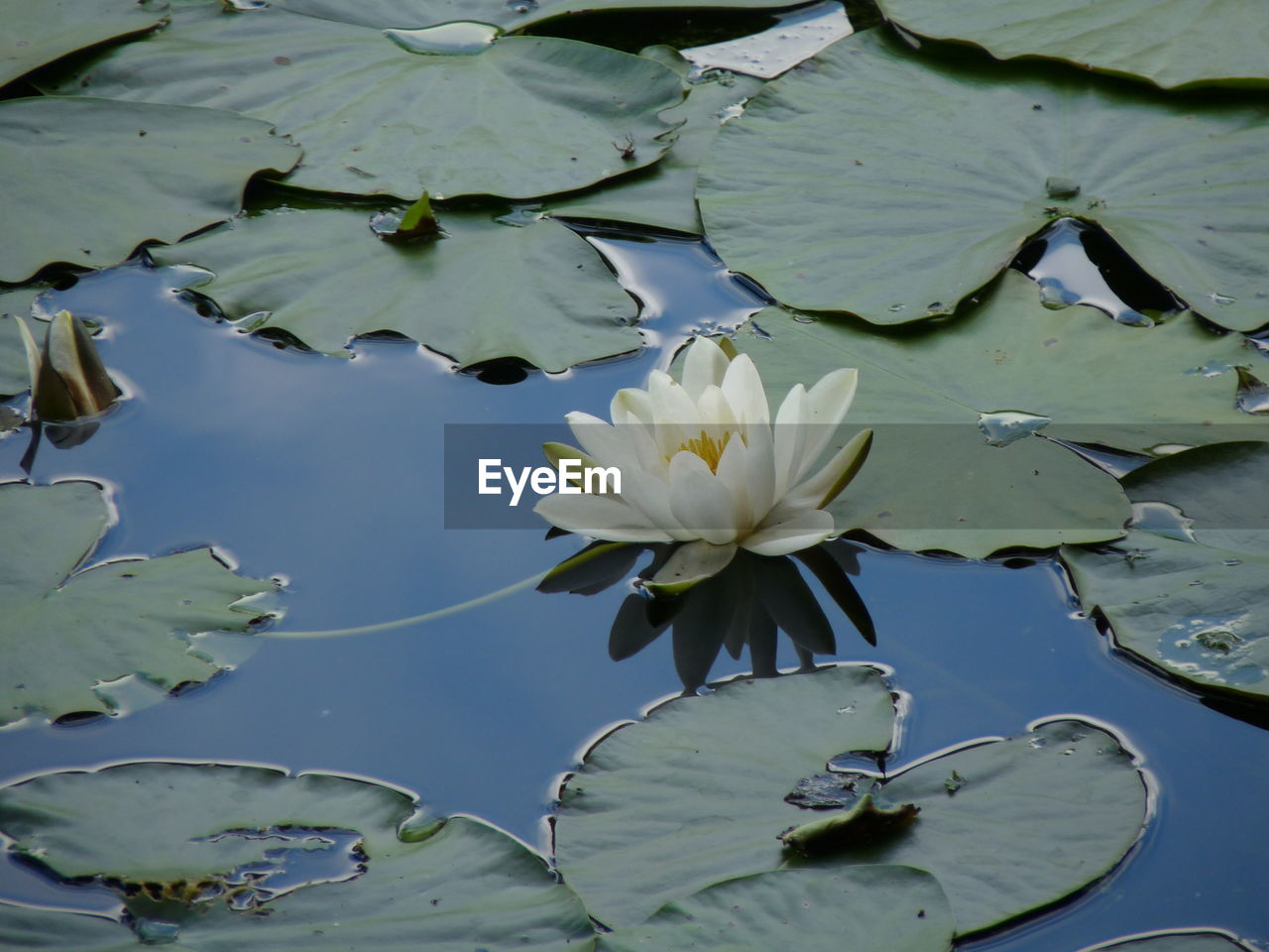 WATER LILIES IN LAKE