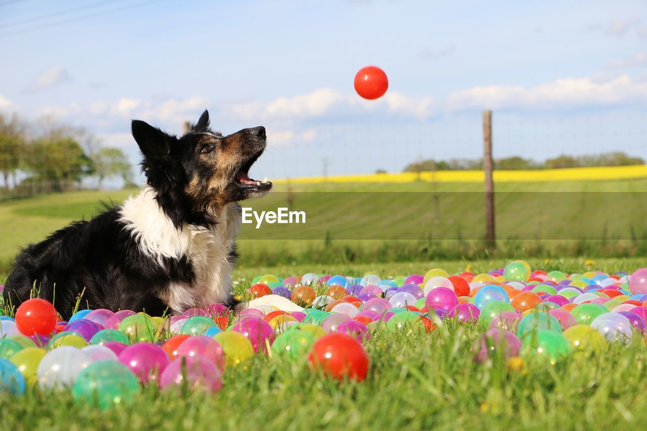 Dog sitting amidst multi colored balloons on field