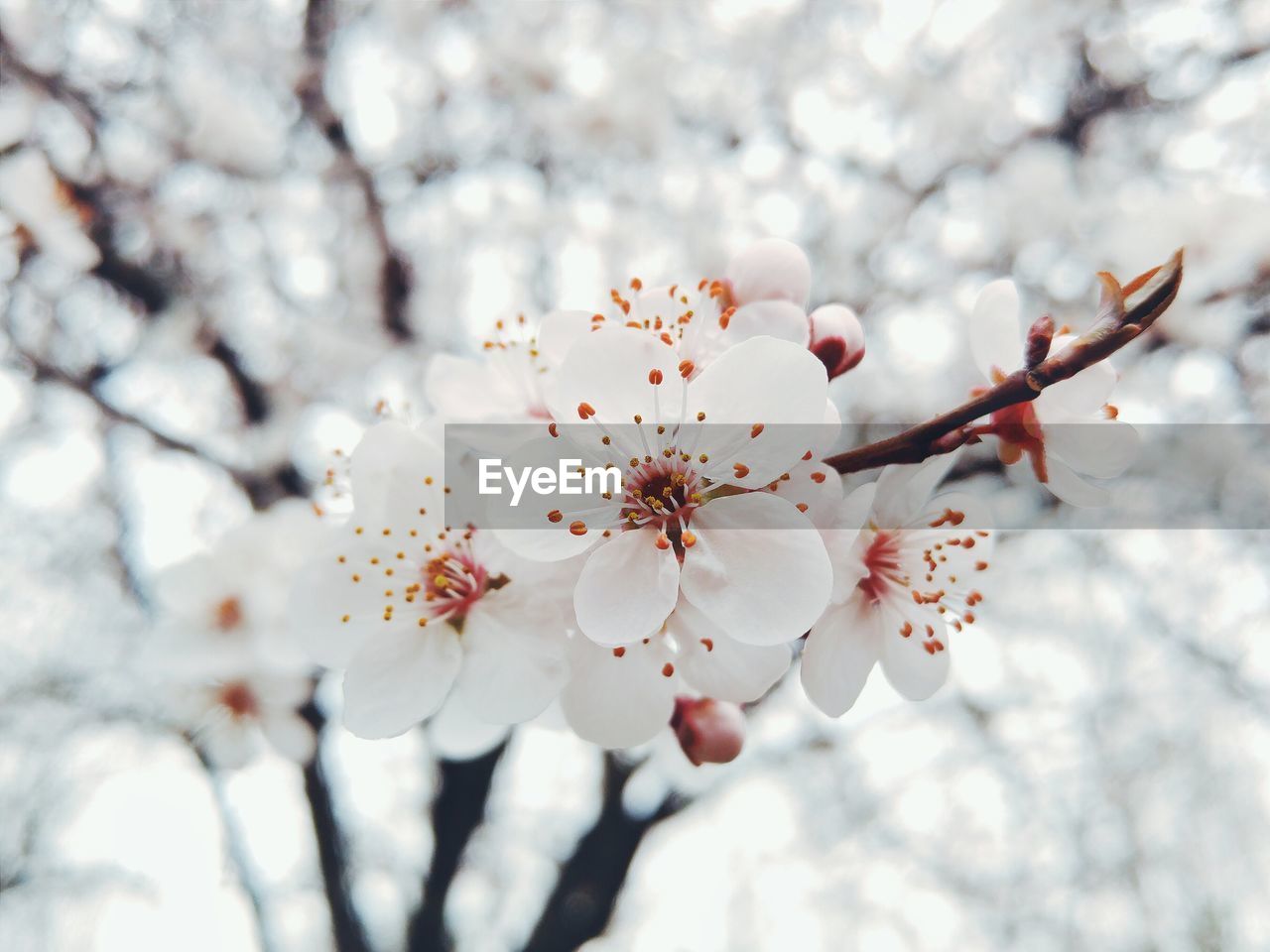 Low angle view of white cherry blossoms