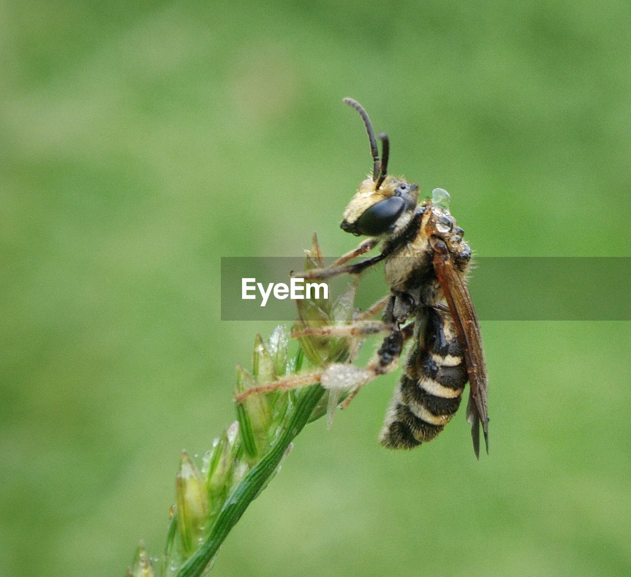 animal themes, animal, animal wildlife, insect, wildlife, one animal, close-up, nature, plant, focus on foreground, macro photography, beauty in nature, no people, macro, animal wing, green, outdoors, animal body part, day, wasp, animal behavior, flower, green background, fly, full length