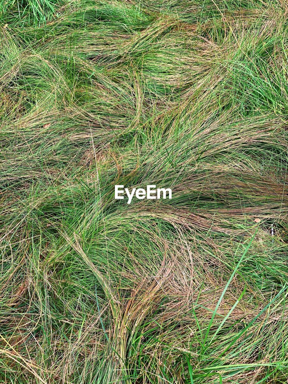 HIGH ANGLE VIEW OF BAMBOO ON LAND