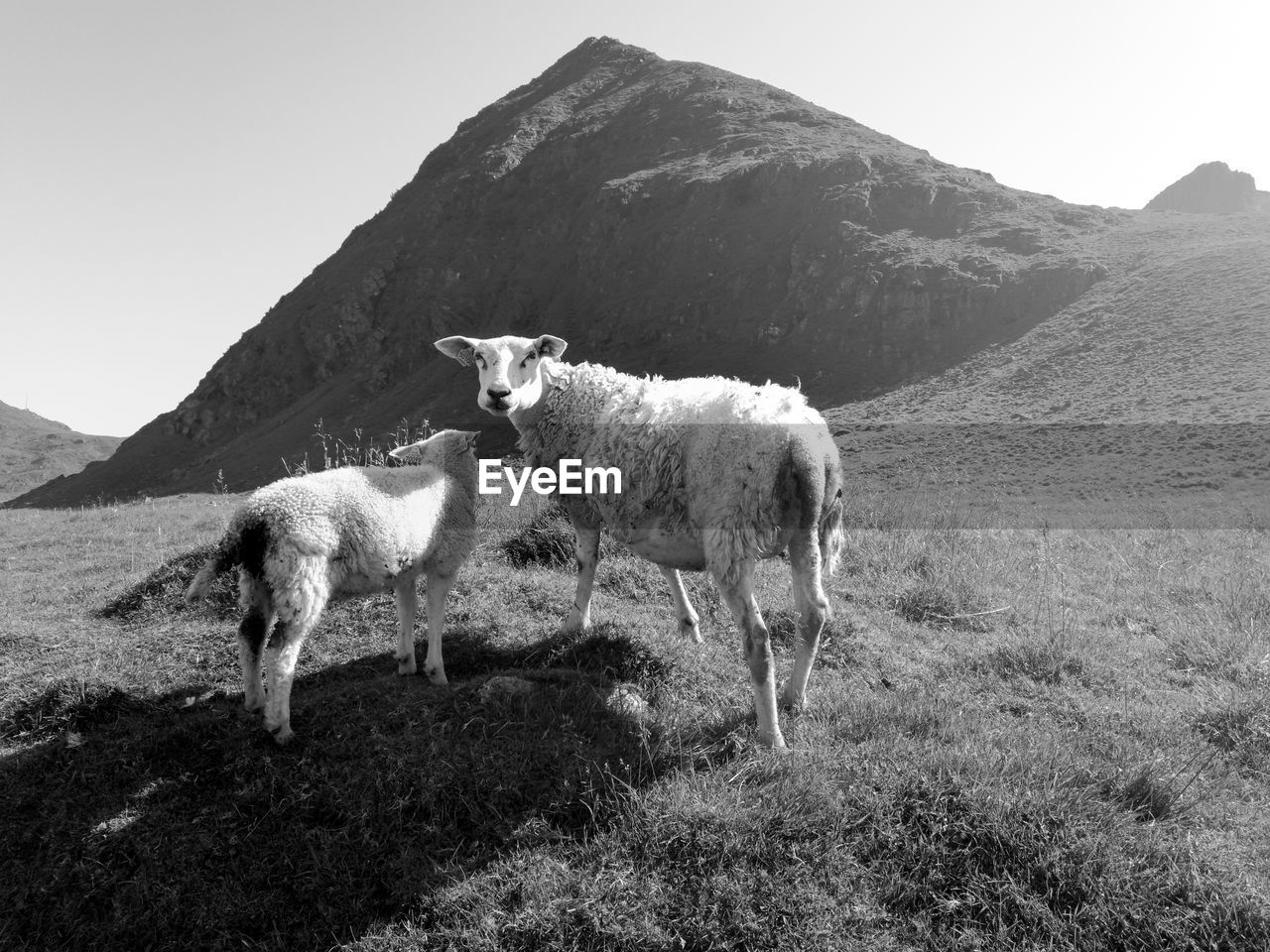 LION STANDING ON FIELD AGAINST MOUNTAINS