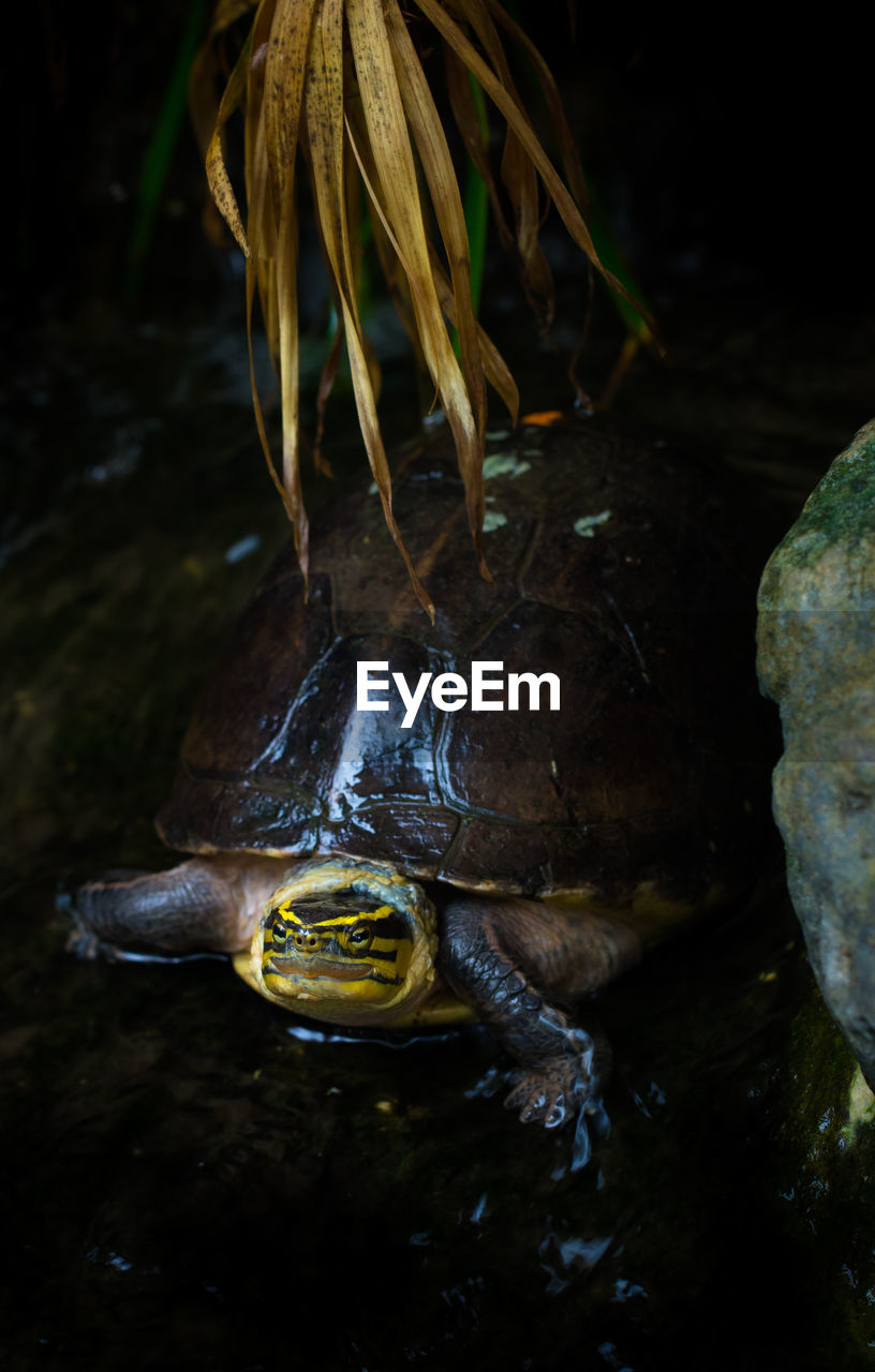 High angle view of turtle in stream