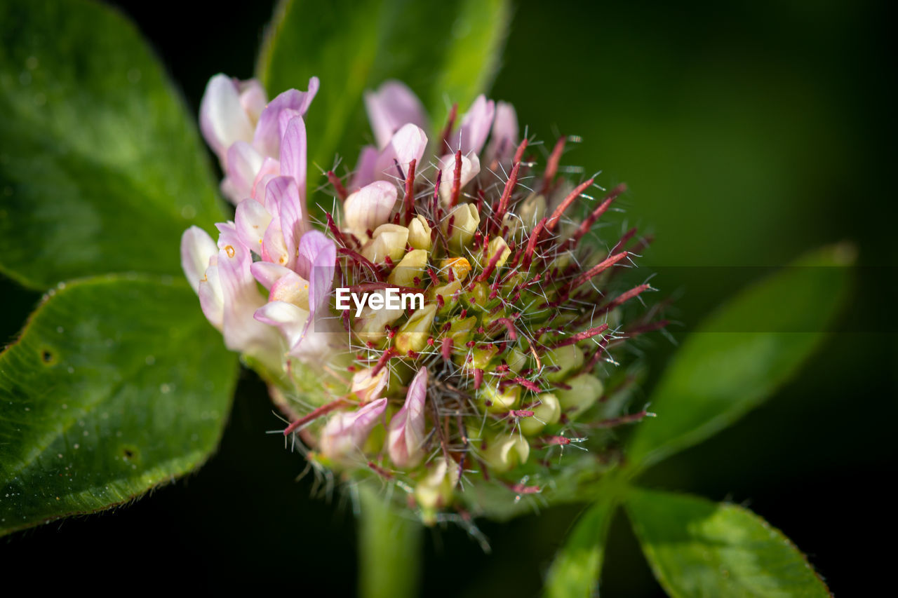 CLOSE-UP OF PINK FLOWER