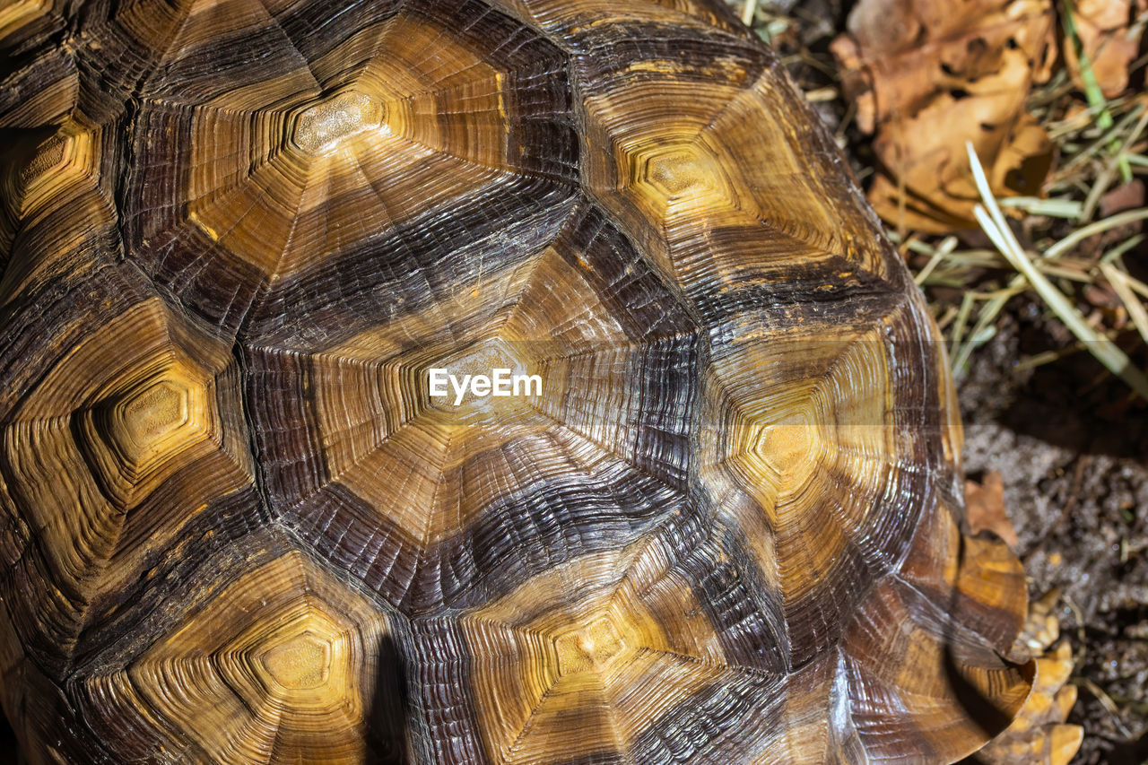 CLOSE-UP OF TURTLE IN A FIELD