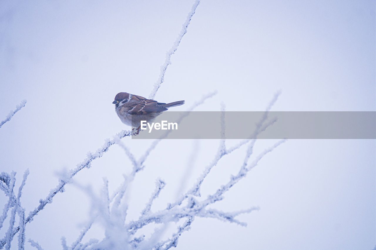 blue, winter, nature, snow, cold temperature, bird, sky, animal, no people, animal themes, animal wildlife, wildlife, beauty in nature, one animal, day, flying, plant, tree, outdoors, branch, low angle view, clear sky, environment, frost, frozen