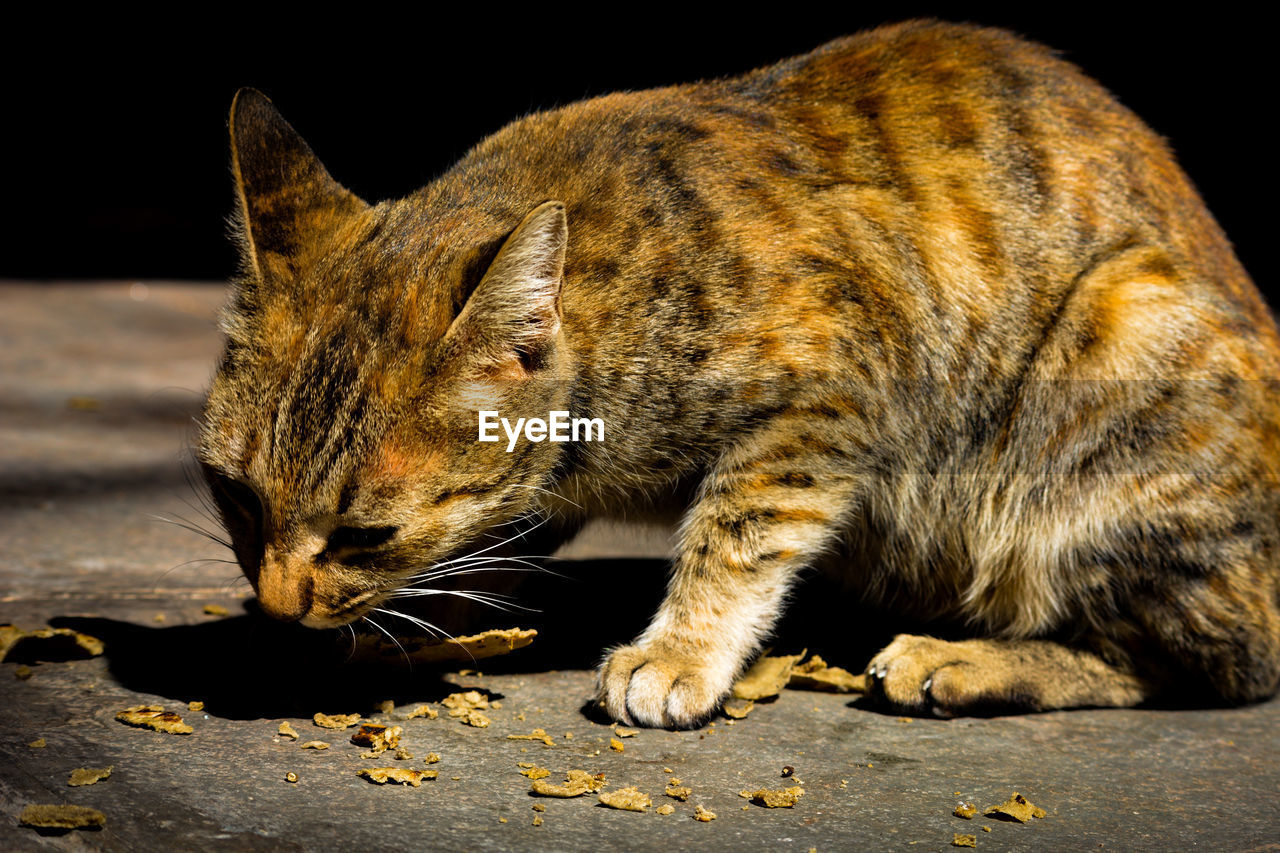 CLOSE-UP OF A CAT LOOKING AT A A RELAXED