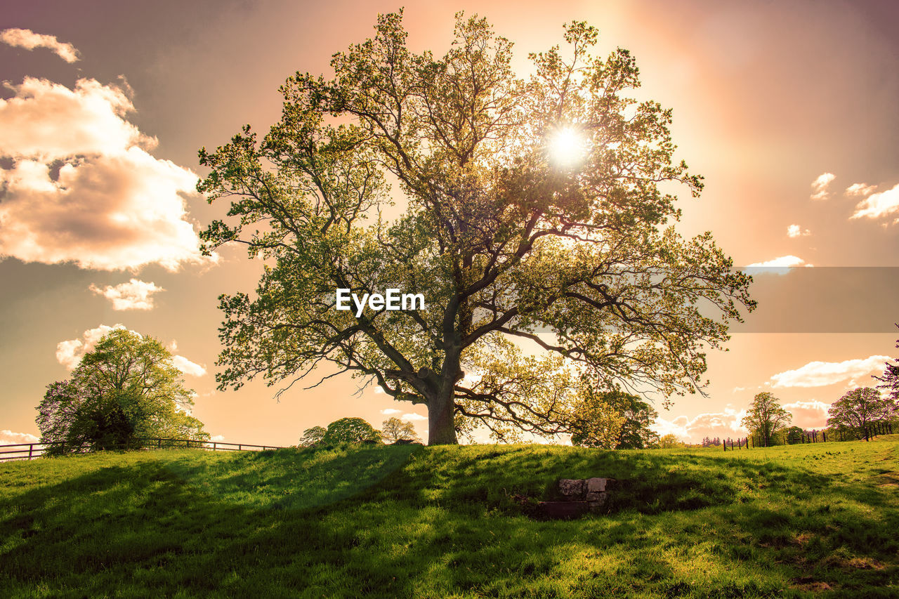 Tree on field against sky during sunset