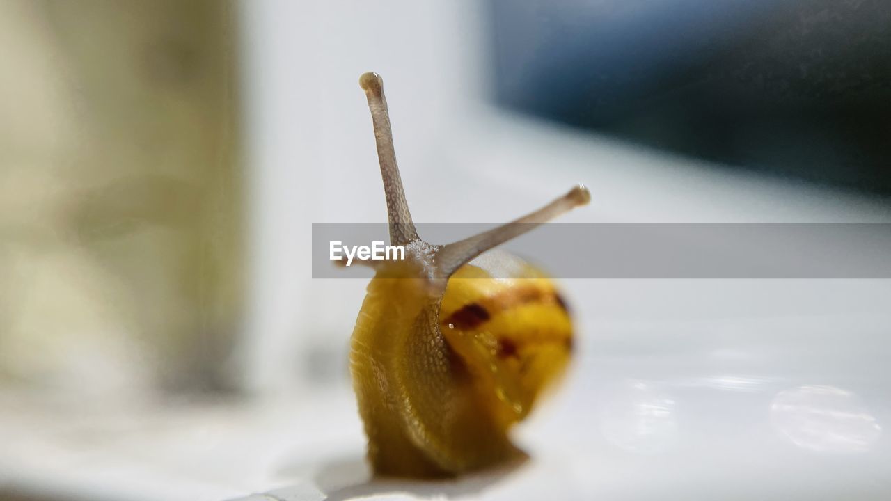 Close-up of snail