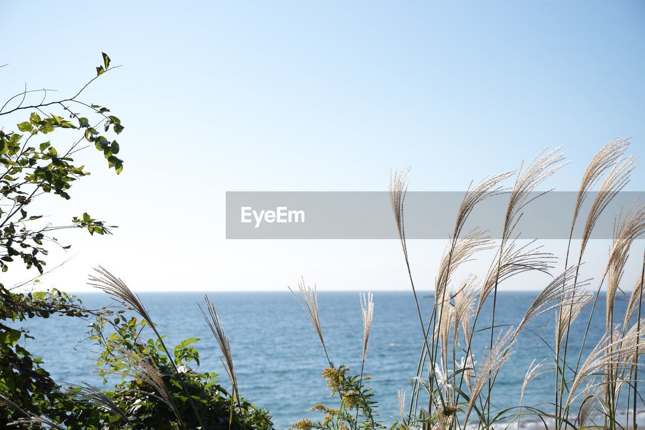 Grass and plants growing against sea